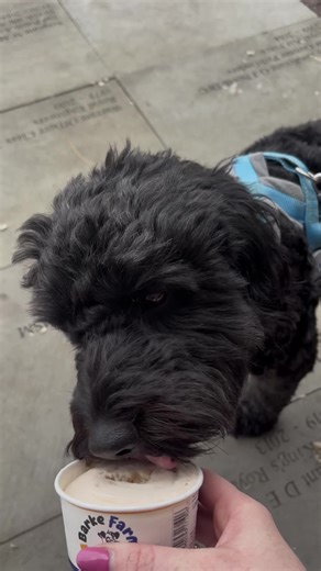 Charlie Cockapoo on TikTok