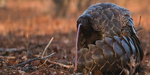What Is A Pangolin? Guide To Pangolins Of Africa & Asia✔️