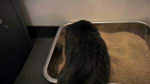 Watch Why a Cat Suddenly Stops Using Its Litter Box on Amazon Live
