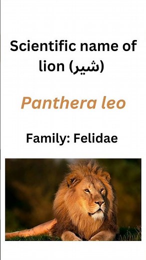 scientific name of lion #lion #zoology #biology #taxonomy #animal sciences