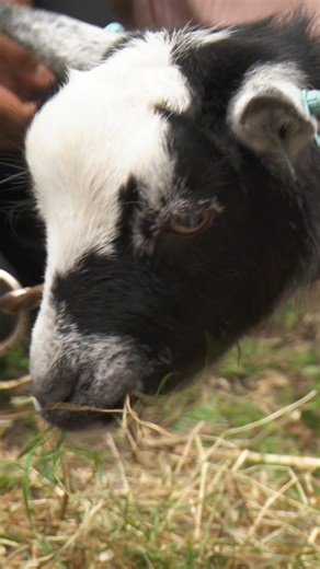 38K views · 1K reactions | These goats won’t stop burping  #vetonthehill #goat #goats #farmanimals #cuteanimals #funnyanimals | Vet On The Hill | Facebook