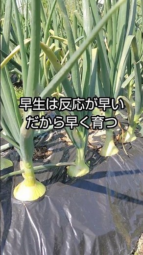 #2 玉ねぎ栽培②なぜ収穫時期が違う？