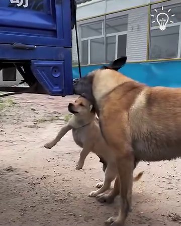 This doggo is the hero of the day each time! 🐾 | Simple ideas