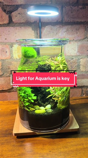 Transform Your Aquarium with Essential Lighting Tips
