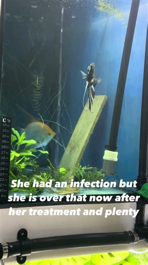 Angelfish are ready to breed again! #angelfish #breedingpair #breeding #aquarium #aquariumfish