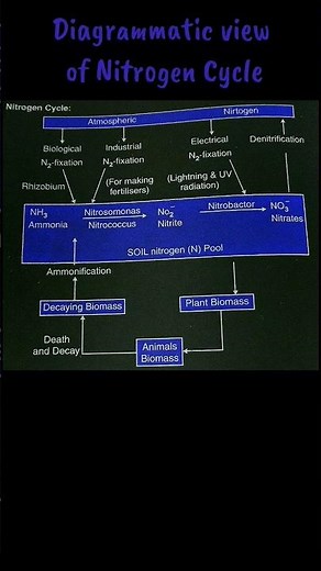 Nitrogen Cycle ( must read description) #biologynotes #biologydiagrams#veryeasy #class11 #cbse #neet