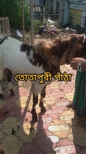 super quality totapuri buck, buck#goat#bucks#animals#livestock#short#shorts