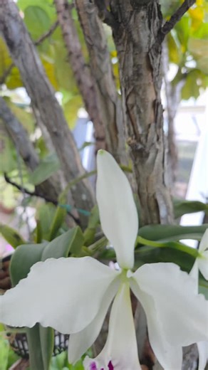 Blooming now- Cattleya jenmanii semi alba ('Canaima's Lipstick' x 'Kathleen')💚#orquiverde #orchidscollectors #venezuelanorchids #cattleyajenmanii | Orquideas Cerro Verde