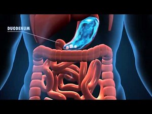The Journey of the Digestive System