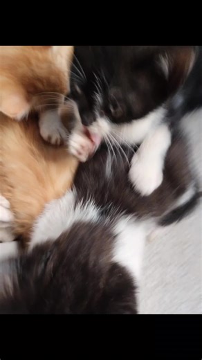 Os vídeos de Isaac Oliver (@isaacoliver71) com som original - Angel Music