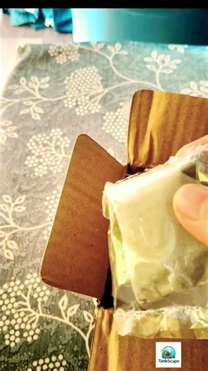 Unboxing Bunny cart plants How to order bunny cart plants #Bunnycart#aquaticplant#aquarium#aquascape