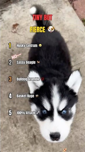 Tiny But Fierce: Angry Puppies Compilation 🐶🔥
