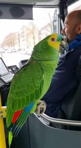 Klick Klack haha Wer kennt den Witz? #witzig #funny #flachwitz #papagei #shorts #viral