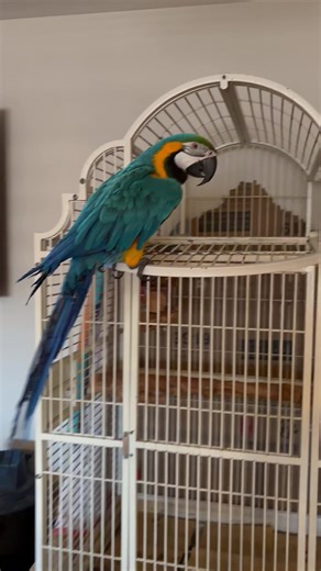 Cindy SHEMBERGER (@cindyshemberger)’s videos with Go All The Way - Raspberries