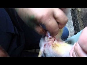 Castration (neutering) pig. Кастрация поросенка. 8355