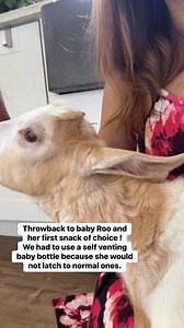 Roos snack attack is a throwback video today! She was a month old here, and a milk monster! She has been a foodie her whole life but has traded the baby bottles in for chip bags😂. Her teeny baby horn nubbins are so cute it gives me a stomach ache 😭 | Black Goat Farm and Sanctuary