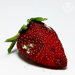 85K views · 49 reactions | Time-lapse of rotting fruits Partner: Lapse Clips YT: https://www.youtube.com/@lapseclips/featured | Science, Tech and Universe | Facebook