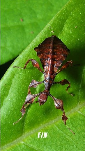 🍃 Großes Wandelndes Blatt Leben im tropischen Regenwald 🌿