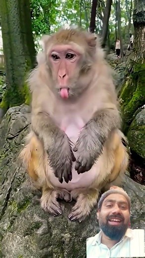 Funny Monkey Doing Crazy Things 😂🐒 #monkey #funny #shorts