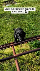 Rear-end Awareness! Learning how to independently move the rear legs and figuring out where each rear leg is in relation to the rest of their body and surroundings is huge for dogs! It’s a skill that will prepare the dog when running through thick cover or climbing over debris. This is just one thing I work with my puppies to better prepare them for hunting with their new family. #blacklabpuppy #blacklabradorretriever #blacklabsofinstagram #gundogsofinstagram #gundogtraining #labsofinstagram #la