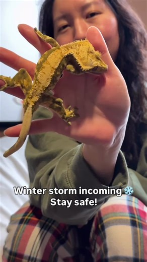 Crested Gecko Care Tips for Winter Weather