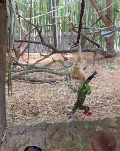 Cincinnati Zoo on Instagram: "See Kip the baby gibbon in Jungle Trails! Gibbons are known for a specialized form of swinging locomotion called brachiation. Bending its slender fingers, the hand forms a hook at the end of its long arm. Hooking onto a branch, the gibbon then swings itself forward to the next branch."
