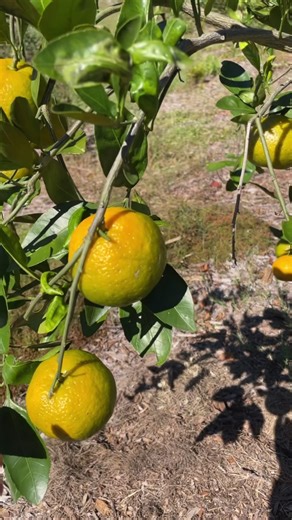 Owari Satsuma- Mandarine tree 🍊- happy to see the first fruits, it was planted last fall. #ocala #marionoaks #floridalife #fyp #nature