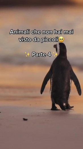 Animali che non hai mai visto da cuccioli🌎🥺 #animali #curiosità #cose