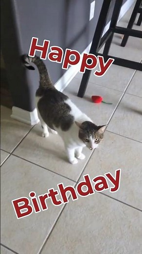 Cats Sing Happy Birthday to Their Human Mom! (Actual Meows)