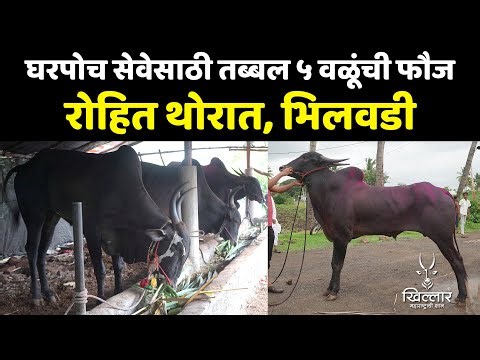 २००/३०० किलोमीटर घरपोच सेवेसाठी तब्बल ५ वळूंची फौज - रोहित थोरात | Khillar Maharashtrachi Shaan 2025