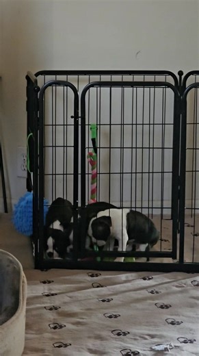 Puppies graduated to the living room and get to socialize with the big kids.🥰 **Ignore Justin in the background. | Dixieland Bostons