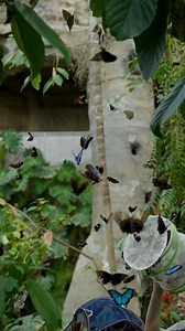6.9K views · 329 reactions | The time is now  HMNS proudly welcomes you back to the Cockrell Butterfly Center. Members see it first at 10AM Friday, March 10th. Open to the general public at 10AM Saturday, March 11th. Tickets available here: https://tickets.hmns.org/DateSelection.aspx?item=7 | Houston Museum of Natural Science | Facebook