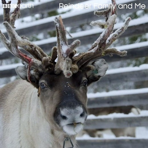 Reindeer have some nifty adaptations to survive some of the world's harshest conditions. 🦌 | BBC Earth