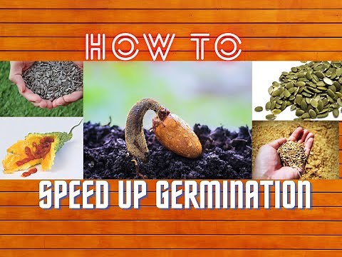 Speed up Germination by Scarifying or Nicking Seeds. Grow Bitter gourd from seed
