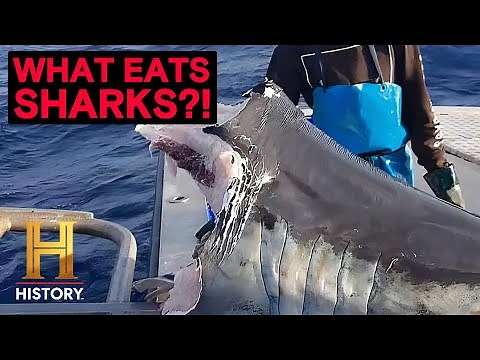 The UnXplained: Deep Sea Monster Bites Shark in Half! (Season 6) | History