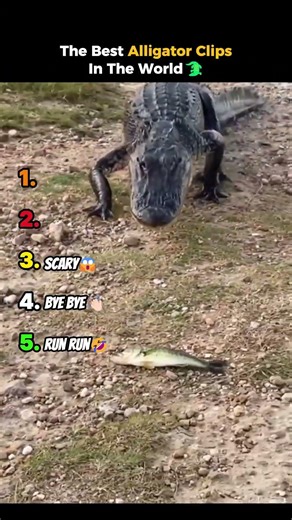 The Best Alligator Clips in the World🐊 #shorts #funny #animals #alligator