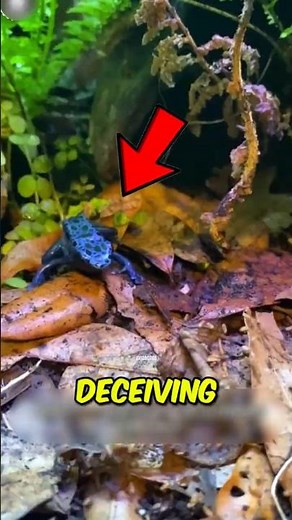 🐸 The World's Deadliest Frog Looks Completely Harmless! 😱