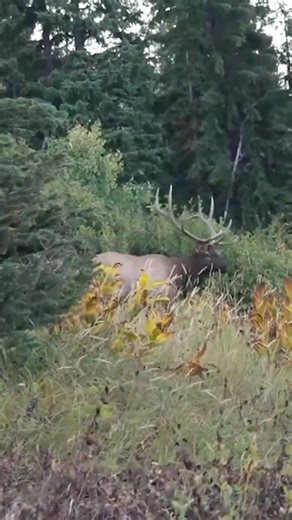 Elk101.com | We’re excited to FINALLY share the Official Teaser for Destination Elk V8 (DEV8)! And we’re even more excited to share the Premiere... | Instagram