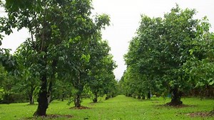 Wide shot of two parallel rows of trees.