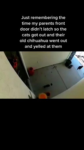 Chihuahua Interrupts Cat Fight: Hilarious Home Video