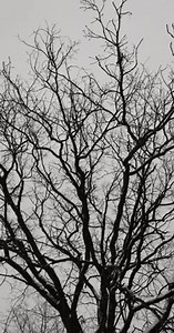 Old Oak Tree Winter During Snowfall Stock Footage Video (100% Royalty-free) 3449107395 | Shutterstock