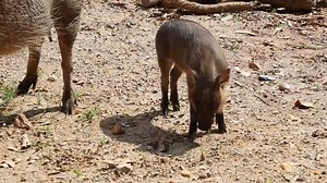 27K views · 532 reactions | MAKE WAY FOR PIGLETS: Baby warthogs at Zoo Atlanta enjoyed their first romp outside since being born 2wsb.tv/3z3USk6 | WSB-TV | Facebook