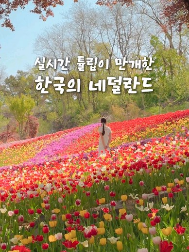 아산의 피나클랜드에서 만개한 튤립 축제