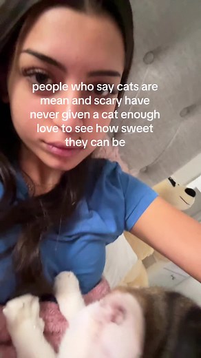 Sweet Cat Meowing for Attention | Adorable Cat Cuteness