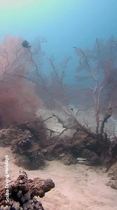 🌿 **"Nature's Artwork: The Gorgonian Sea Fan"** 📸✨ 📷 **Admire the intricate beauty of the Gorgonian Sea Fan, a stunning coral species that resembles a delicate underwater lace. These sea fans create a mesmerizing display of natural artistry, adding elegance and complexity to the coral reef.** #seafan #MarineLife #redsea #UnderwaterBeauty #ScubaDiving #OceanExploration #SeaCreatures #NatureLovers #UnderwaterWorld #TravelGram #WildlifePhotography | Scuba Diving Holidays