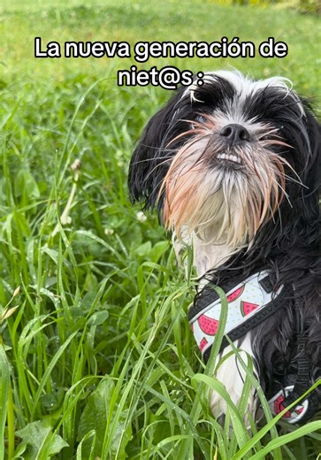 Understanding Shih Tzu Puppies: Care and Breeds