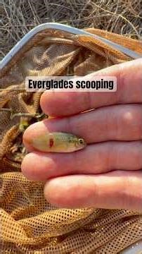 Everglades scooping using a dip net to catch small creatures #fishing #fyp