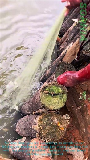 Net Fishing: Witness This Net Burst With a Huge Catch!