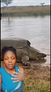 Have you seen tortoise 🐢🐢 moved out of its shell | Asa Nonso-Okoye