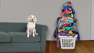 If dogs did laundry: hilarious pup shows how to wash clothes